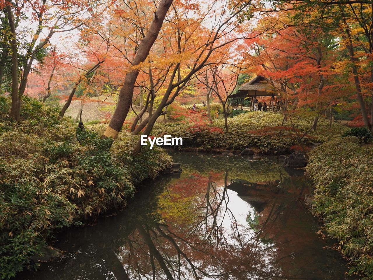 TREES BY AUTUMN LEAVES