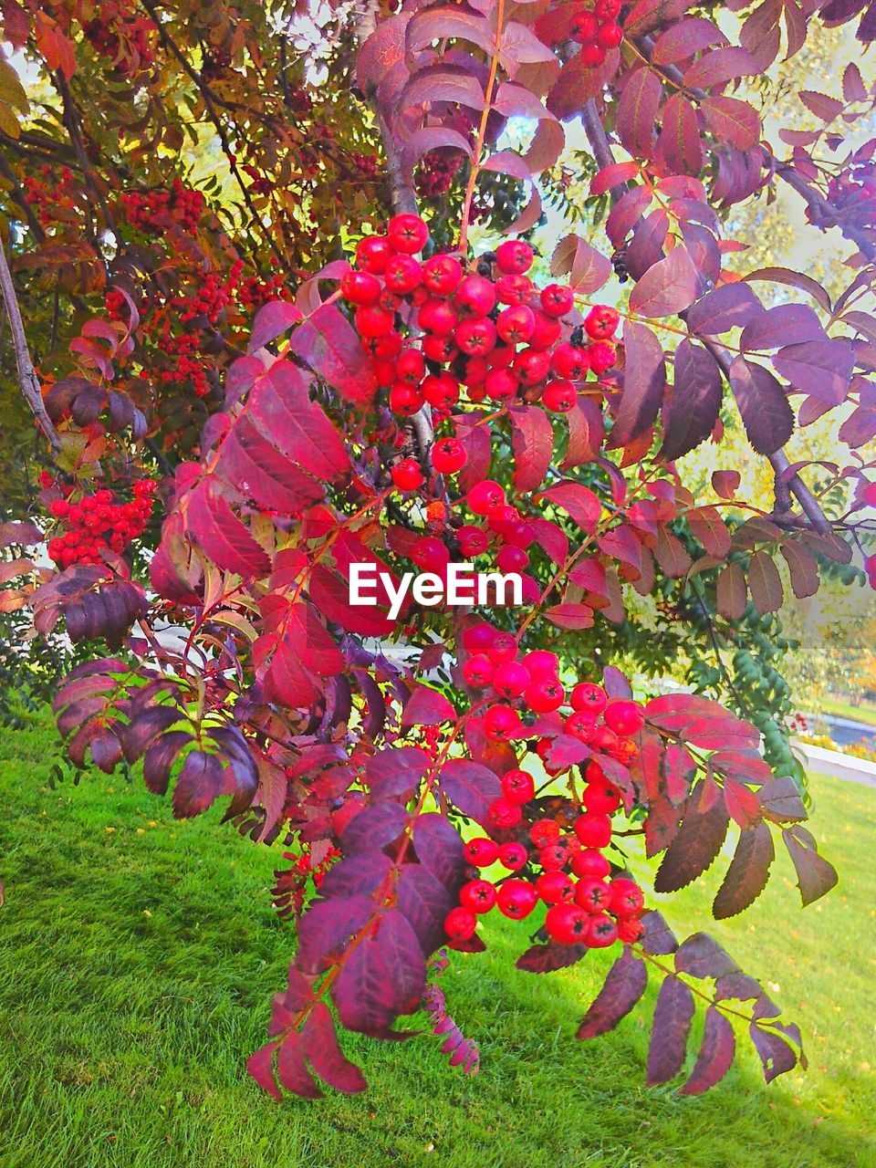 PLANTS GROWING ON TREE