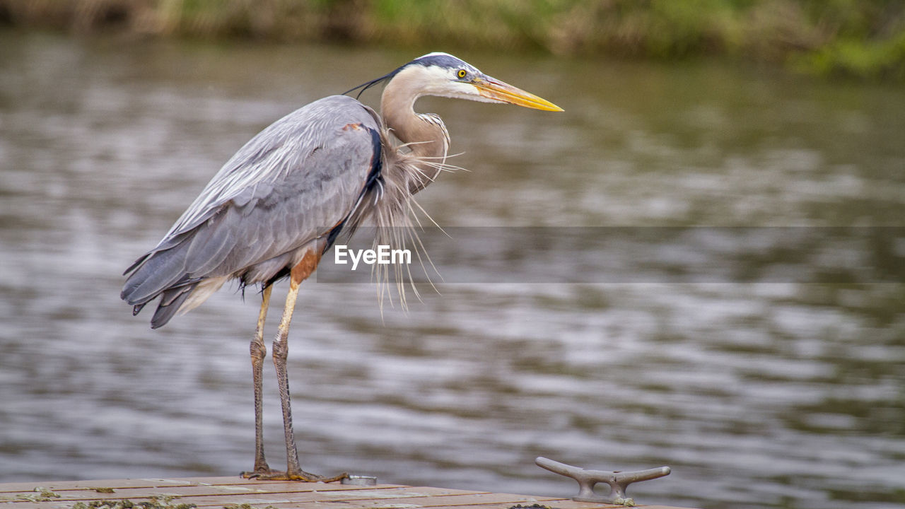 HIGH ANGLE VIEW OF GRAY HERON