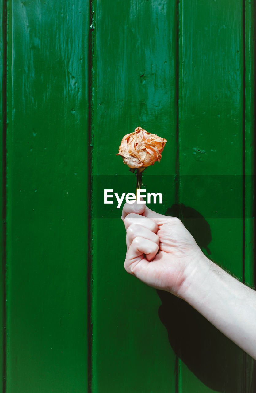 Dead flower held by a mans hand in front of a green door 
