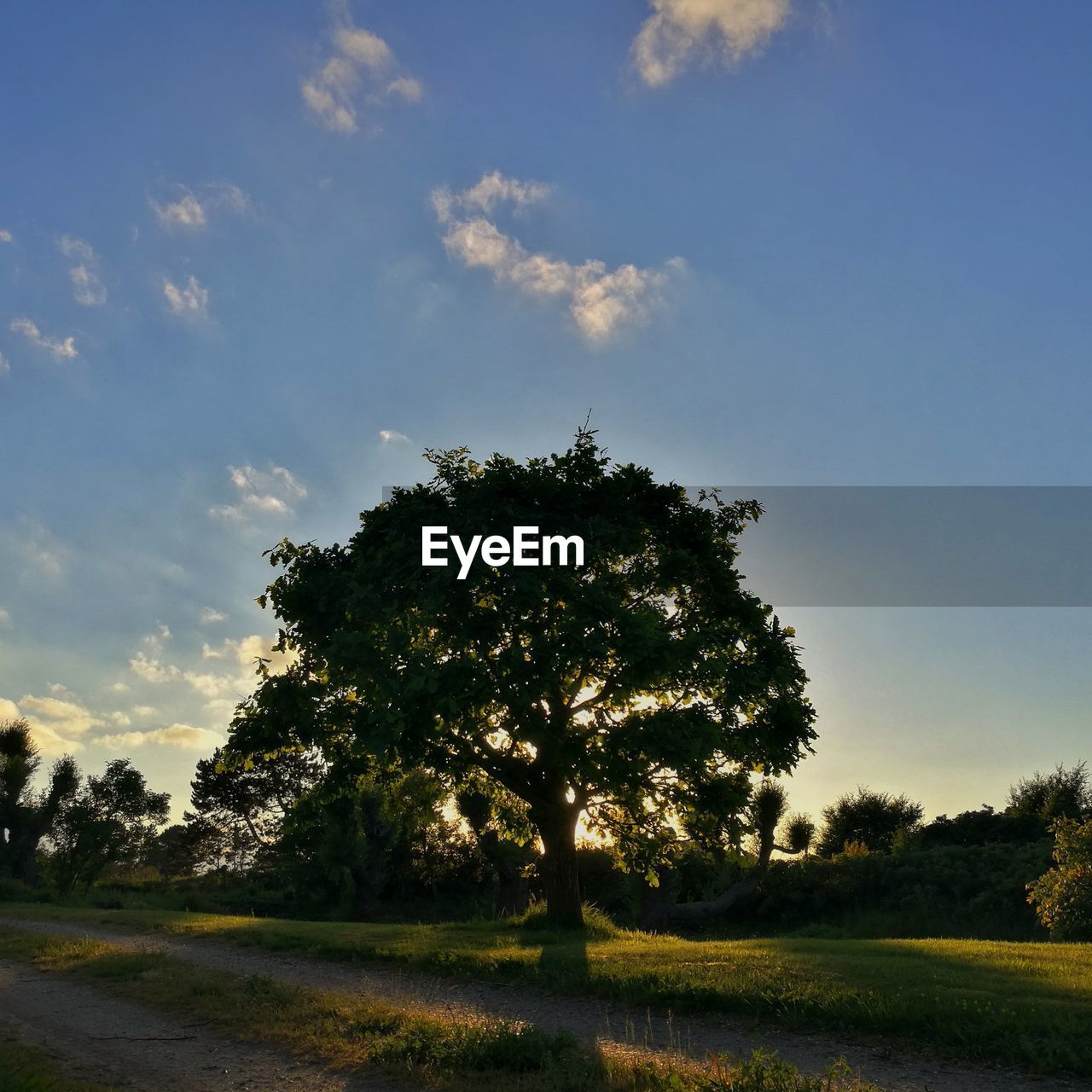 TREES GROWING IN FIELD AGAINST SKY