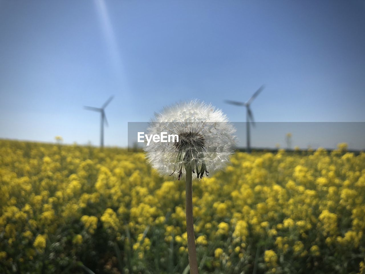 VIEW OF DANDELION FLOWER FIELD