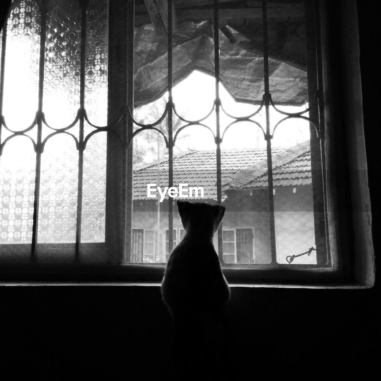 Silhouette animal sitting in front of window