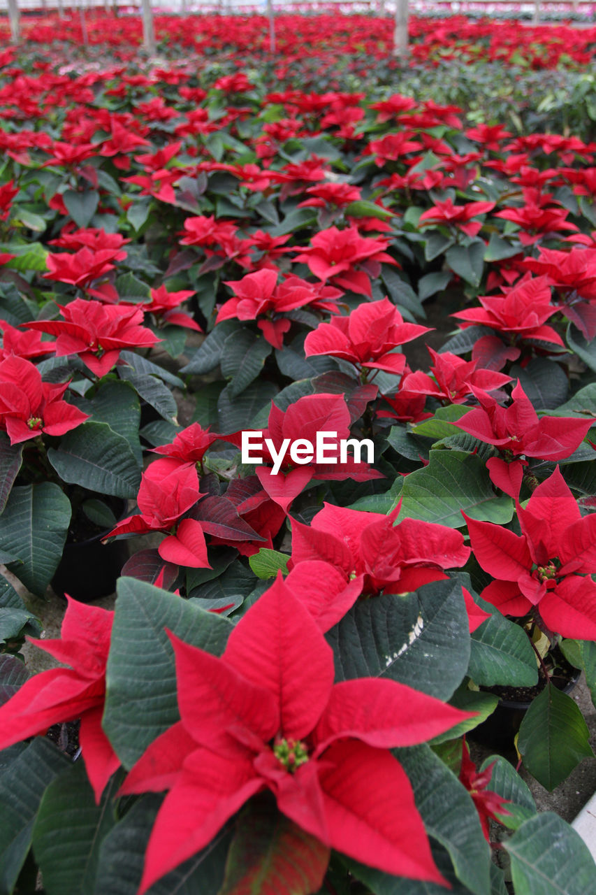 CLOSE-UP OF RED FLOWERS BLOOMING IN PLANT