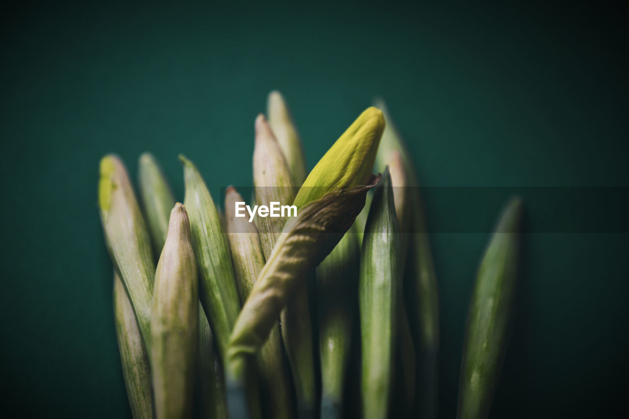 Love Yourself Beautiful Beautiful Nature Green Growth Nature Beauty Close-up Daffodils Flowers Green Background Lovely Spring Spring Flowers Springflowers Still Life