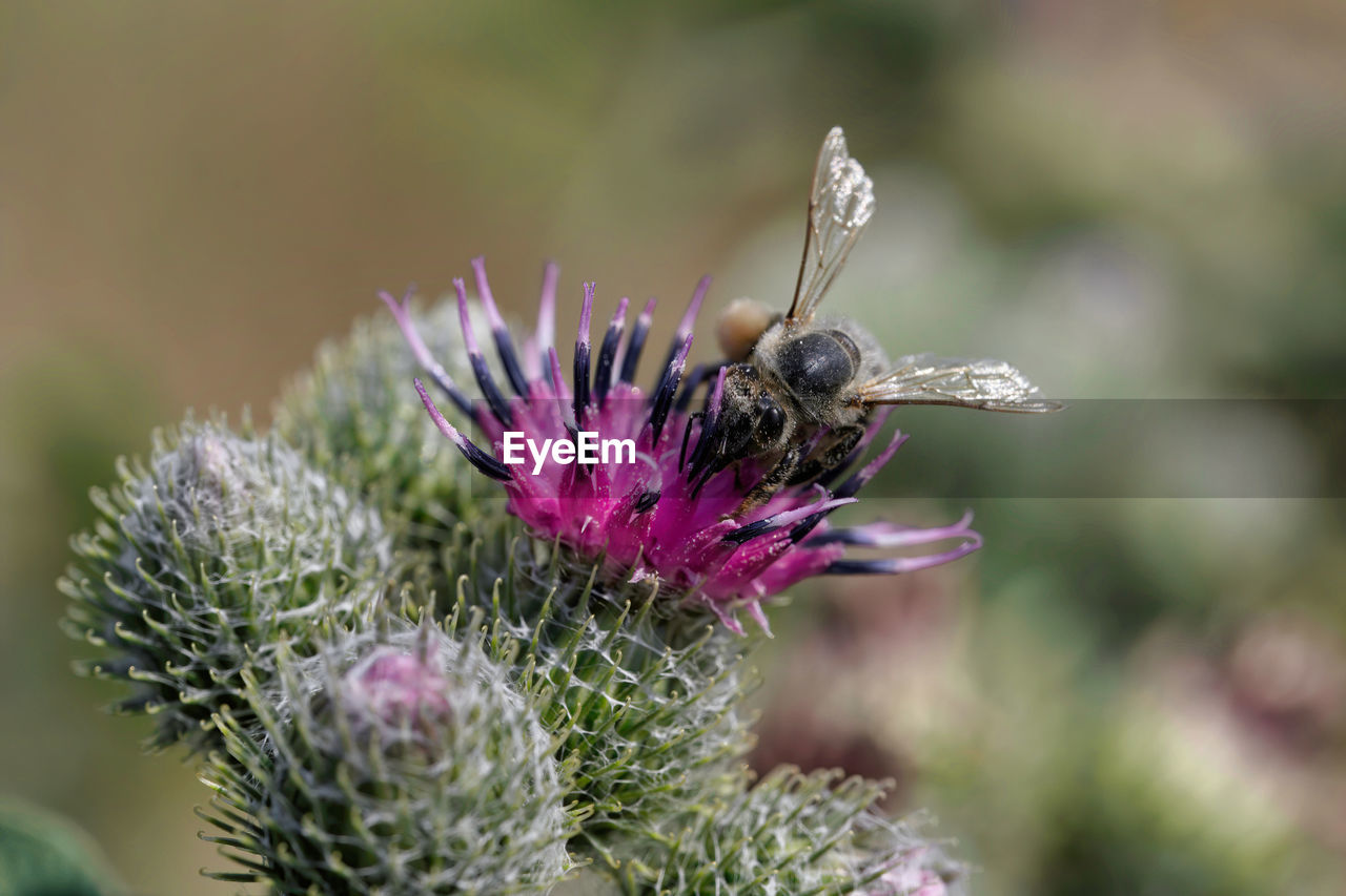 Close-up of bumblebee on flower