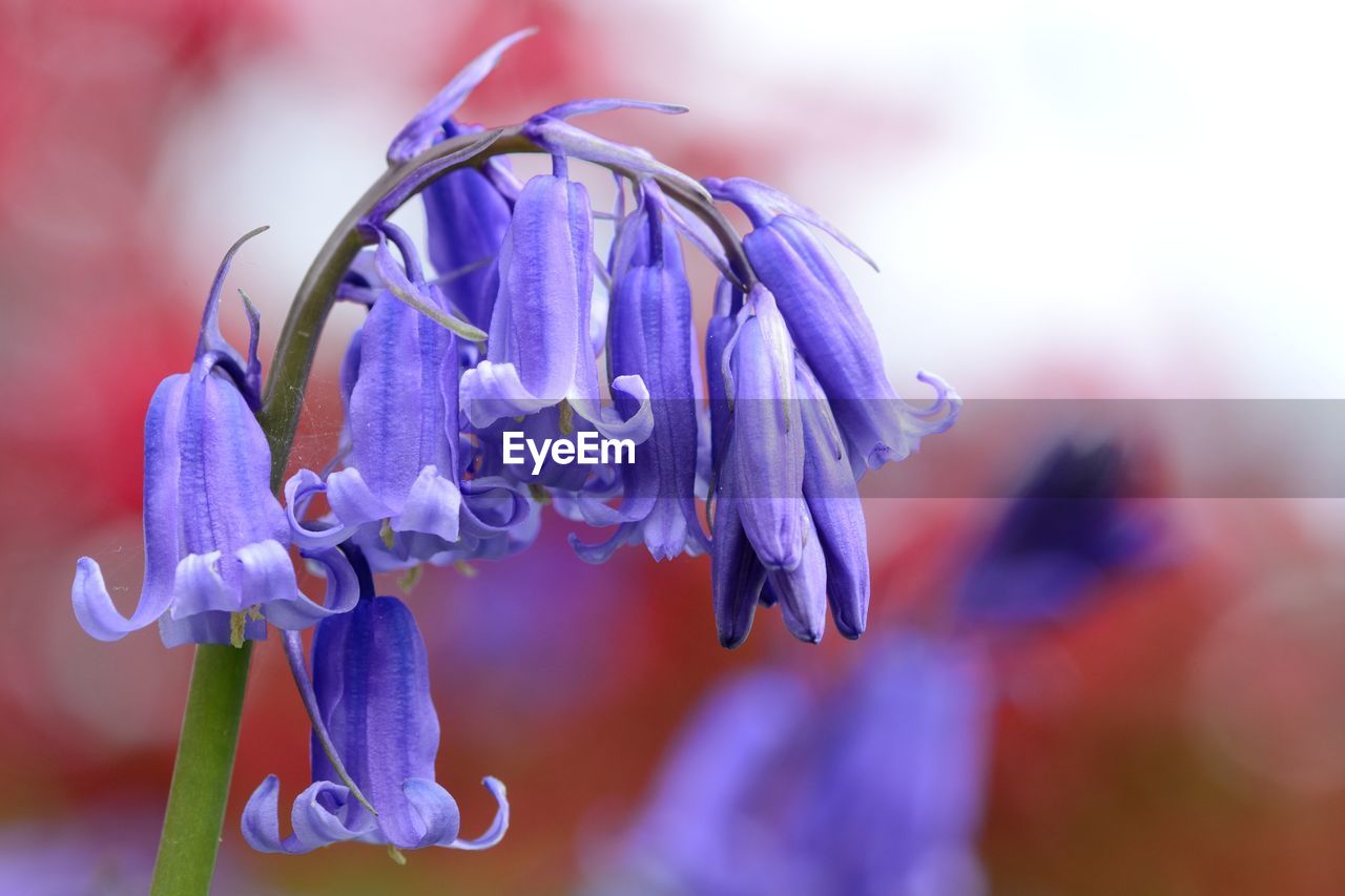 Close-up of purple flower