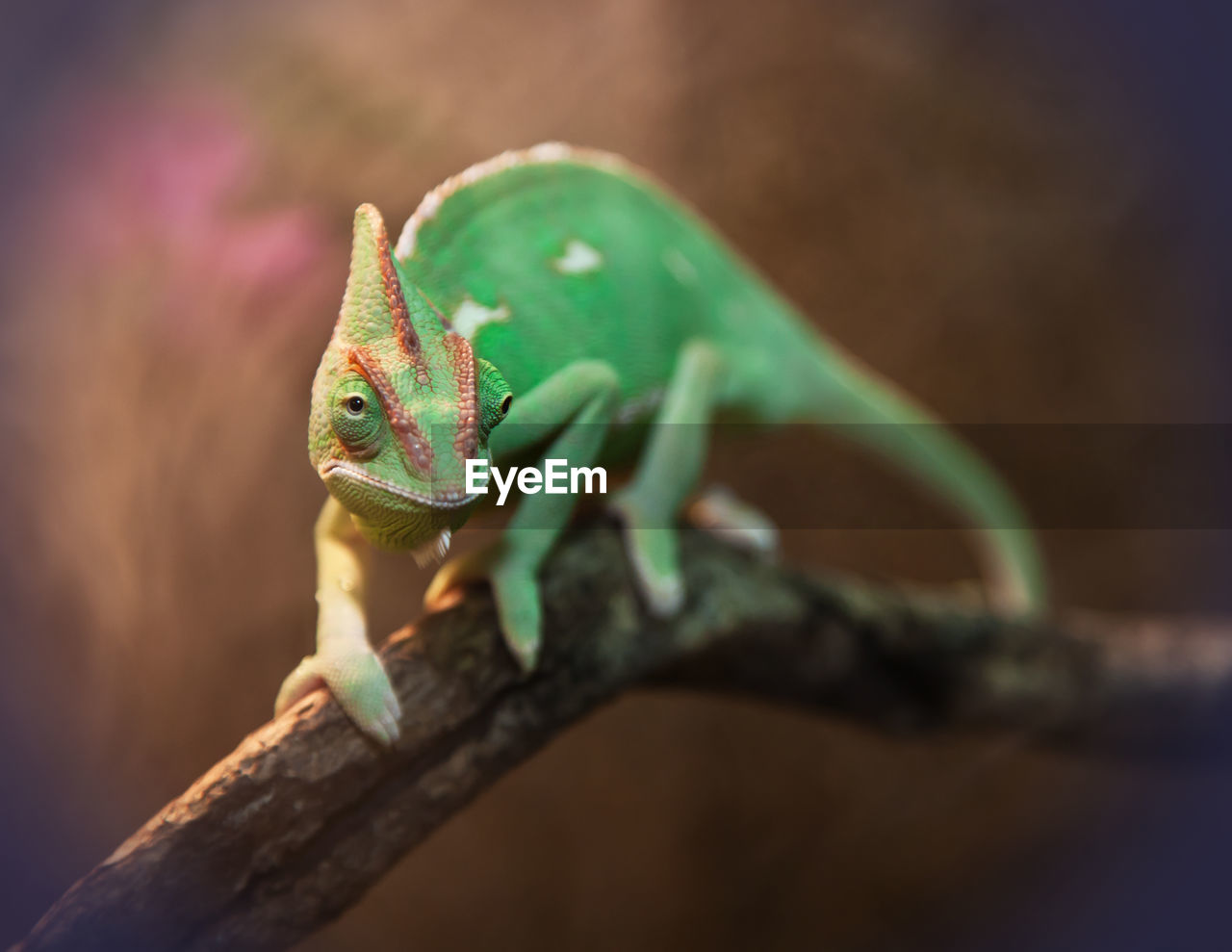Veiled chameleon on tree branch