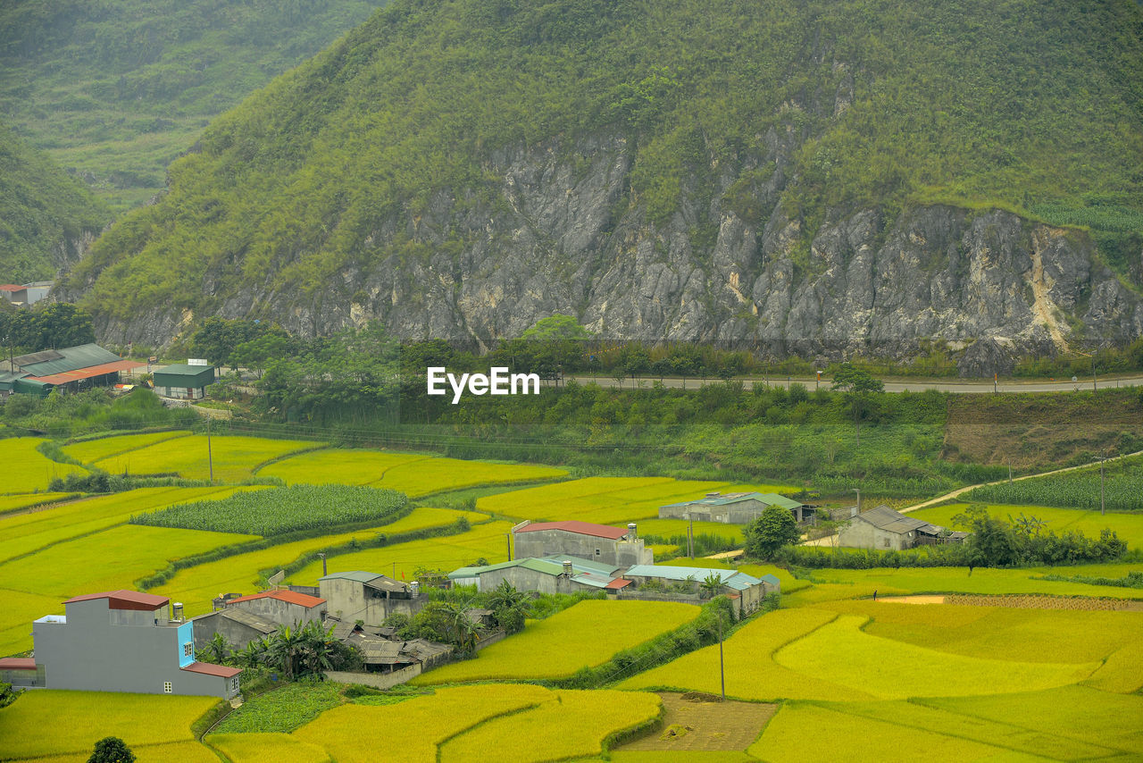 Scenic view of agricultural field