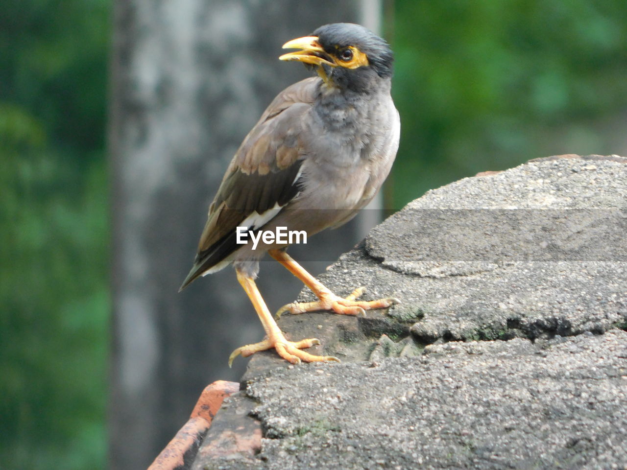 CLOSE-UP OF BIRD ON ROCK