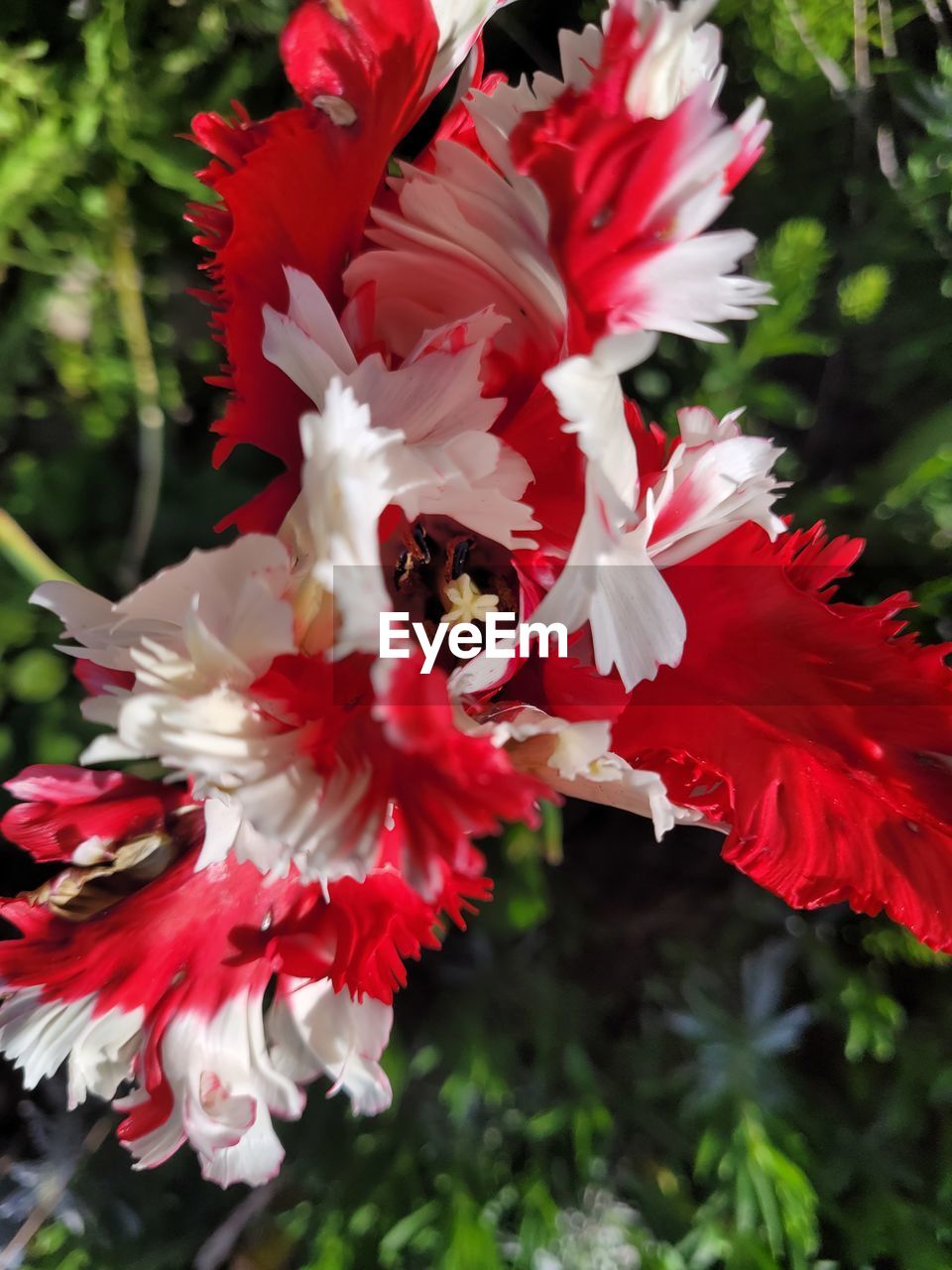 flower, flowering plant, plant, beauty in nature, freshness, petal, close-up, fragility, nature, red, flower head, growth, inflorescence, no people, focus on foreground, outdoors, hibiscus, day, animal themes, animal
