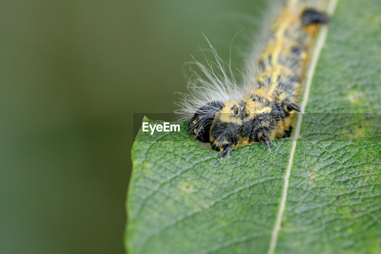 Large yellow and black insect caterpillar eats the green leaves of a shrub