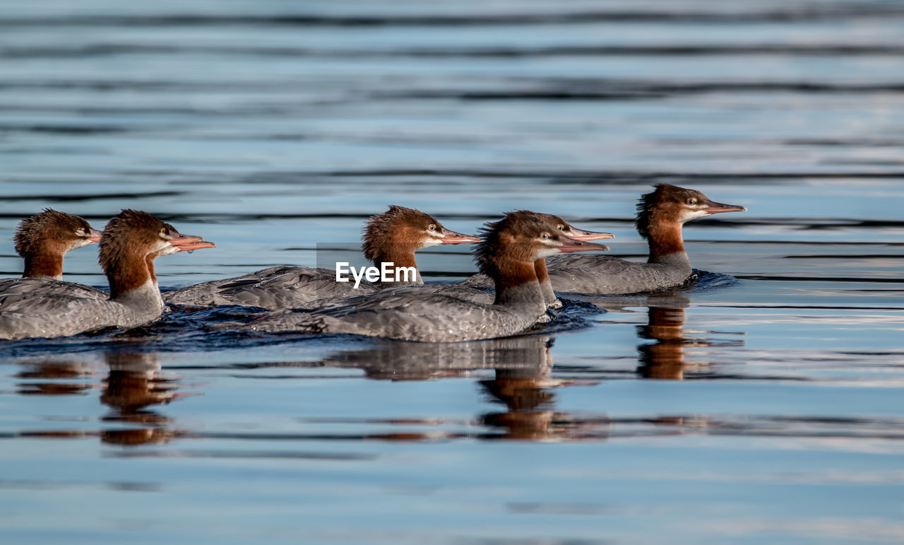 Birds swimming in lake