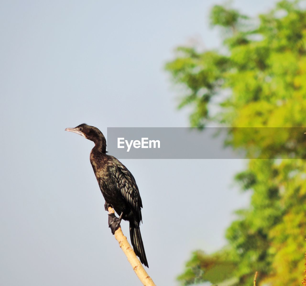 BIRD PERCHING ON A BRANCH