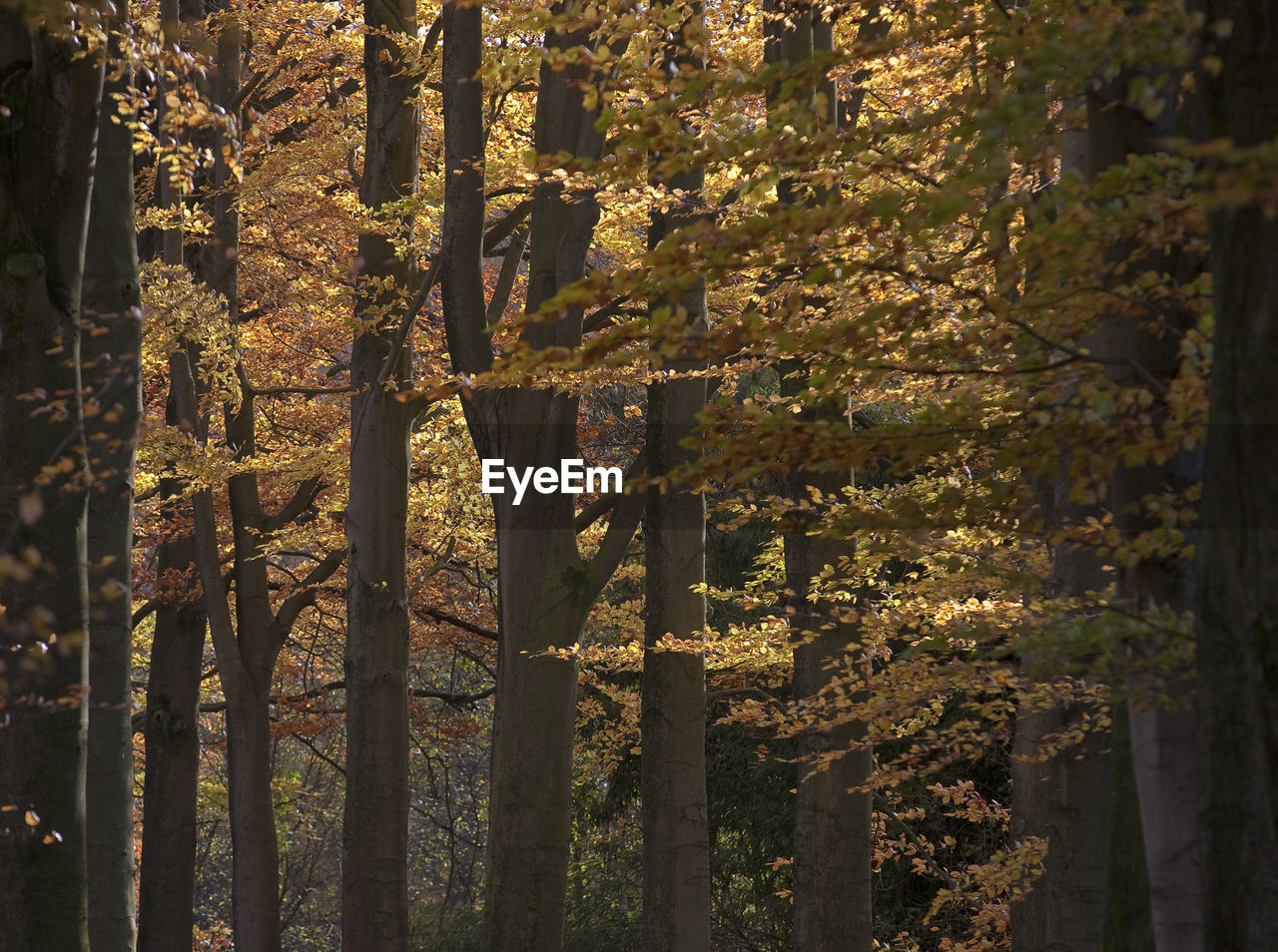 Close-up of trees in forest during autumn