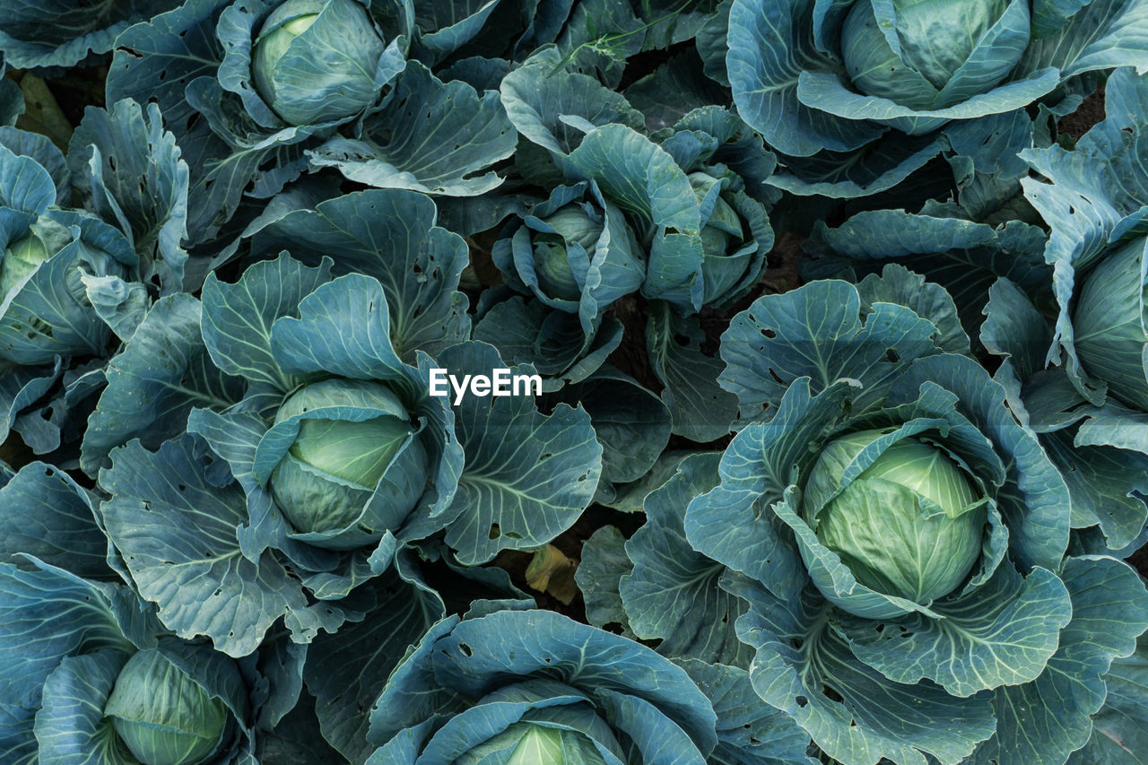 Full frame shot of cabbage