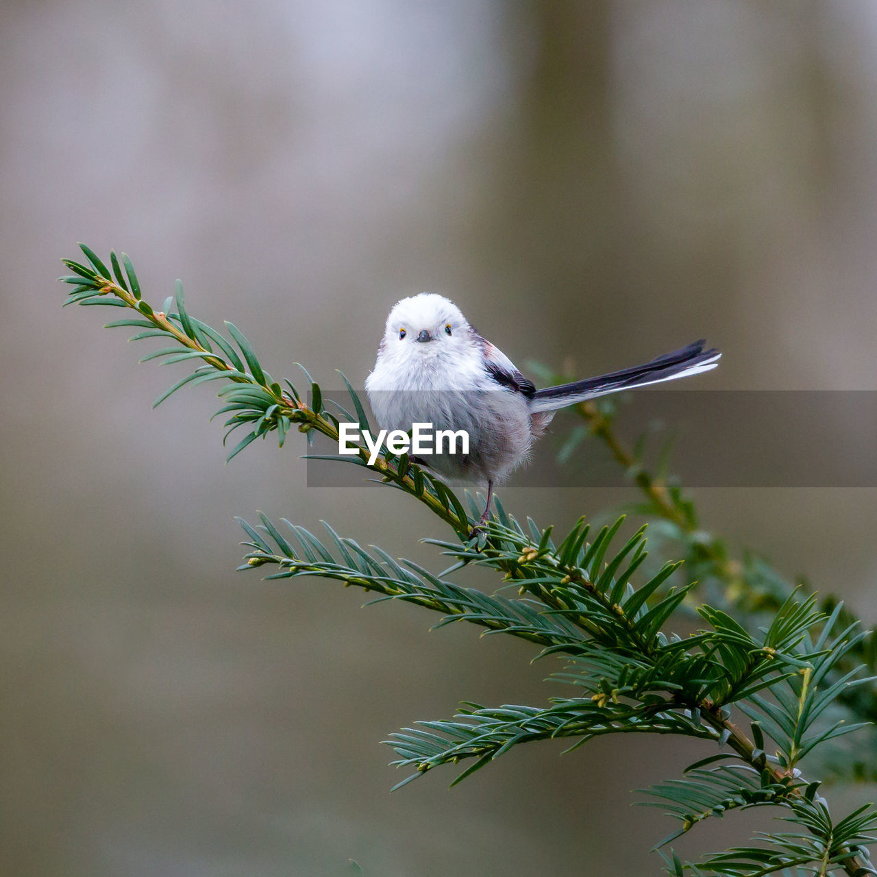 animal themes, animal, bird, animal wildlife, one animal, wildlife, branch, tree, plant, nature, perching, no people, focus on foreground, beak, outdoors, beauty in nature, environment, close-up, flower, day, green