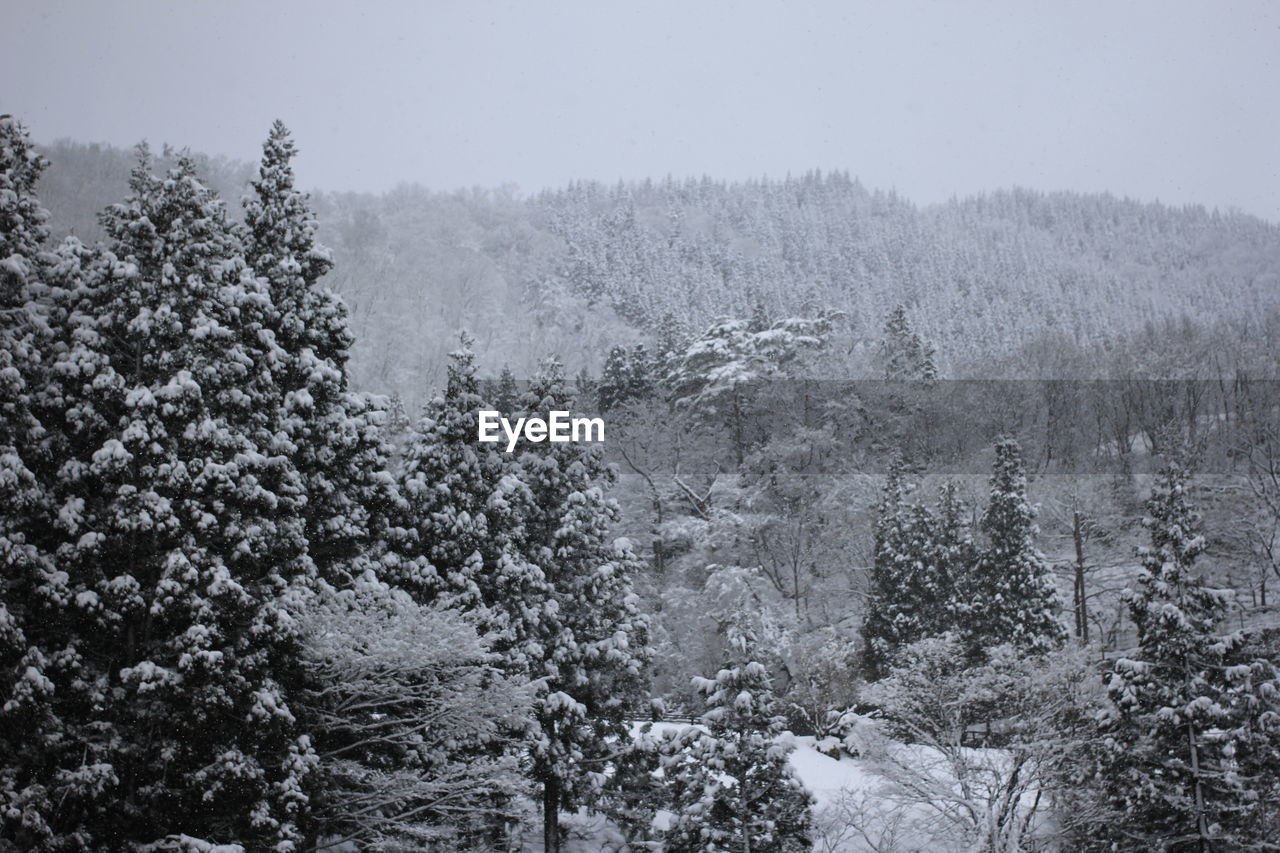 Trees in forest during winter