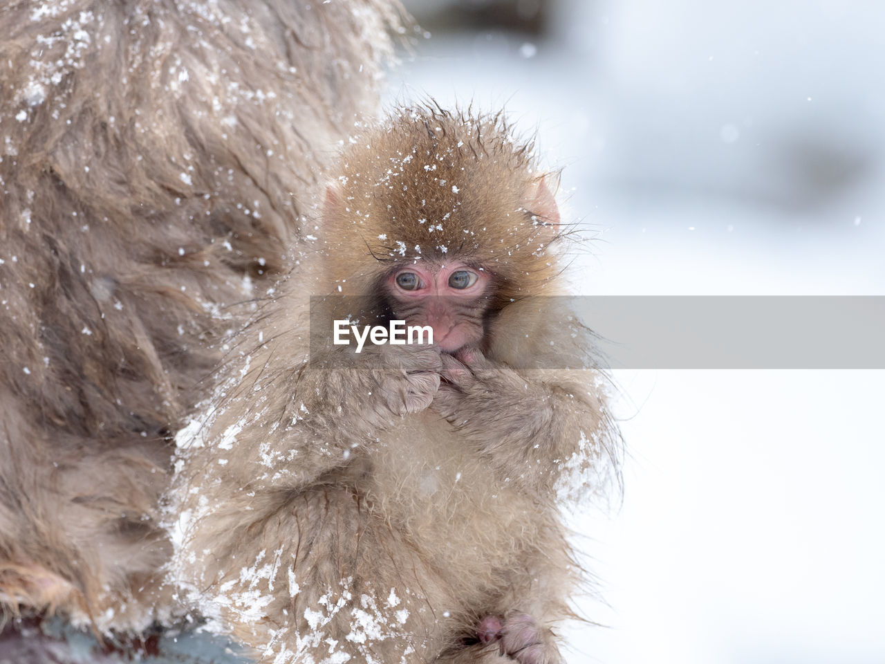 Young japanese macaque during winter