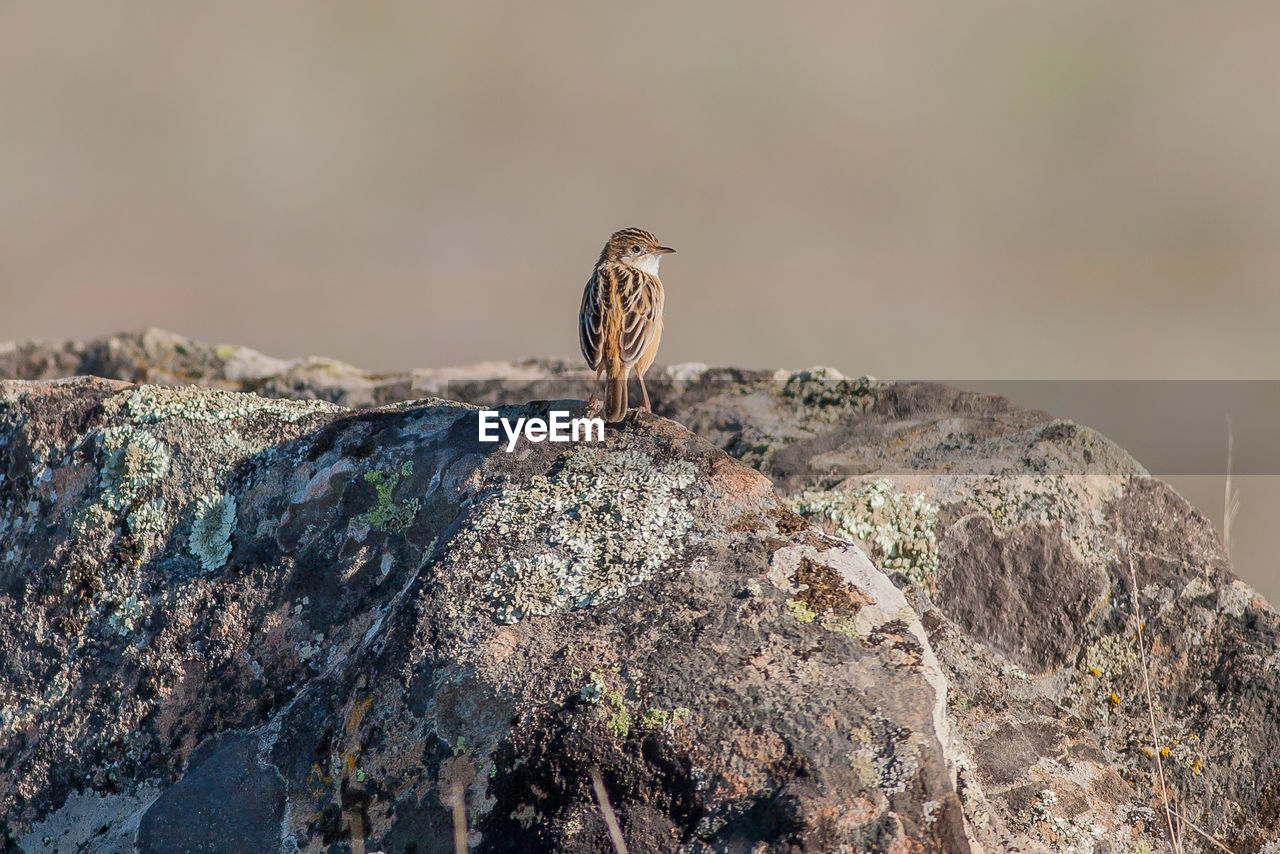 BIRDS PERCHING ON ROCK