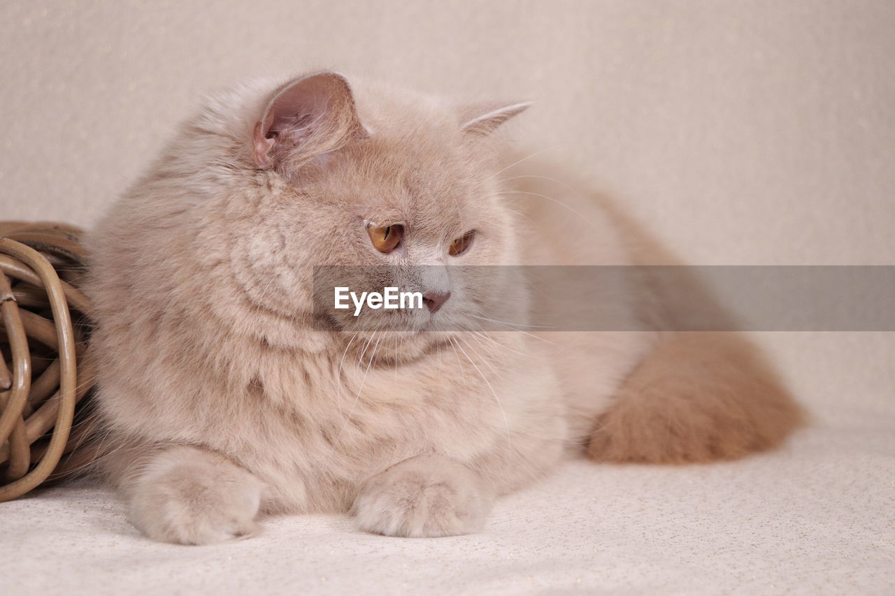 CAT LOOKING AWAY ON BED