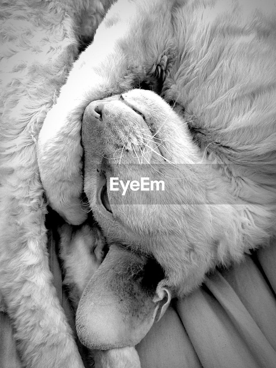 Close-up of cat relaxing on bed