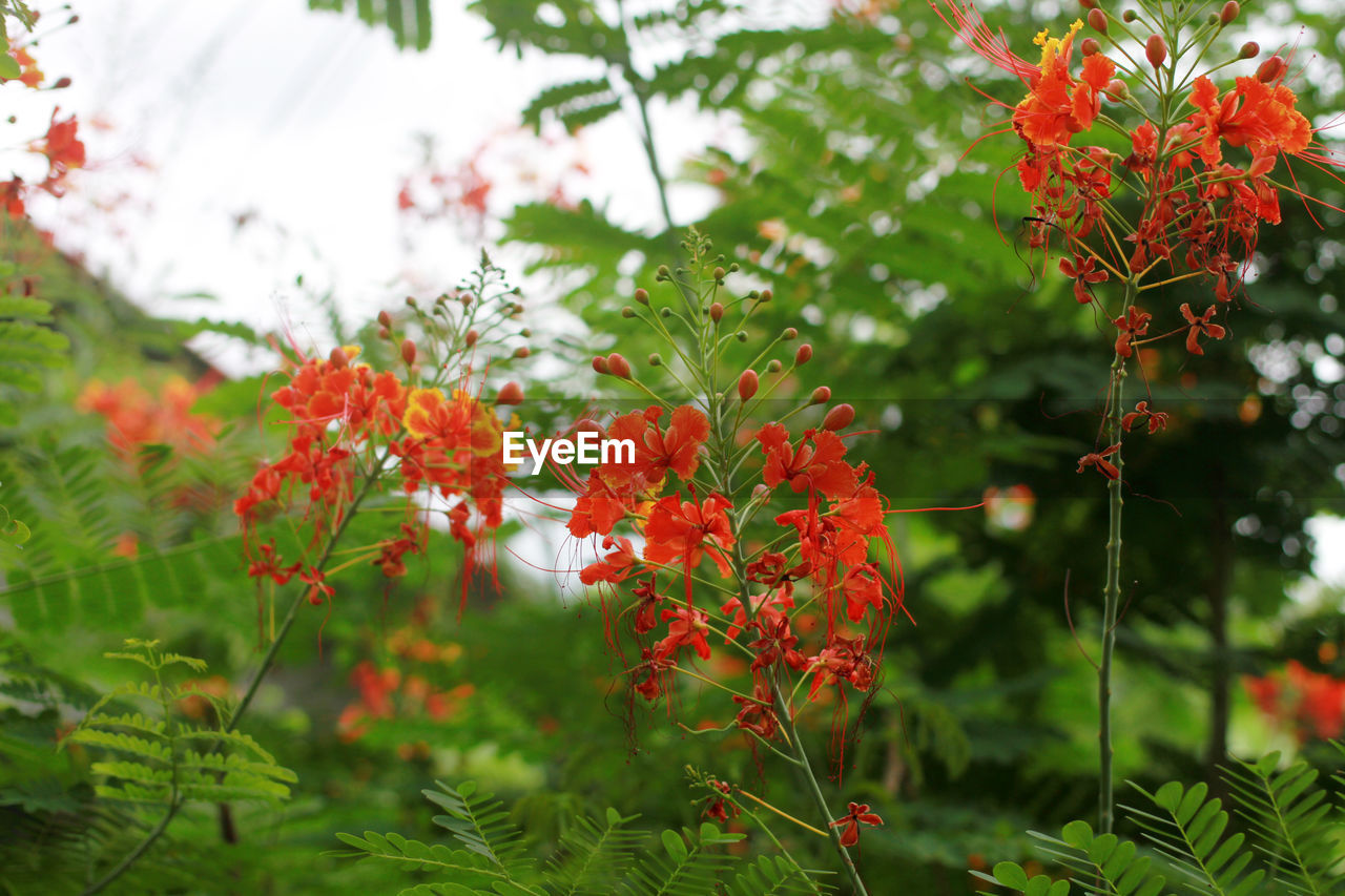 CLOSE-UP OF RED FLOWERING PLANT AGAINST BLURRED BACKGROUND