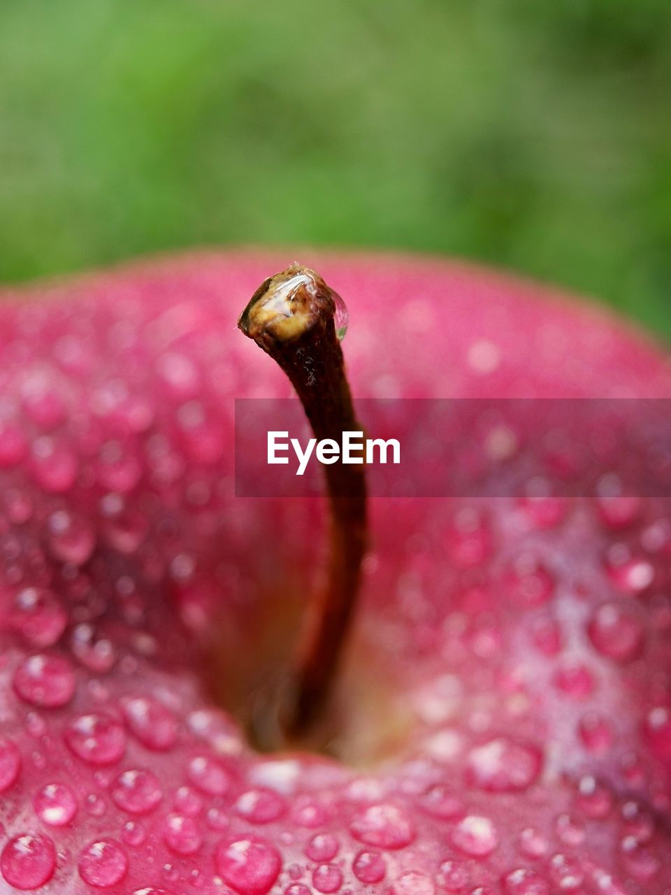 CLOSE-UP OF WATER DROP ON RED FLOWER