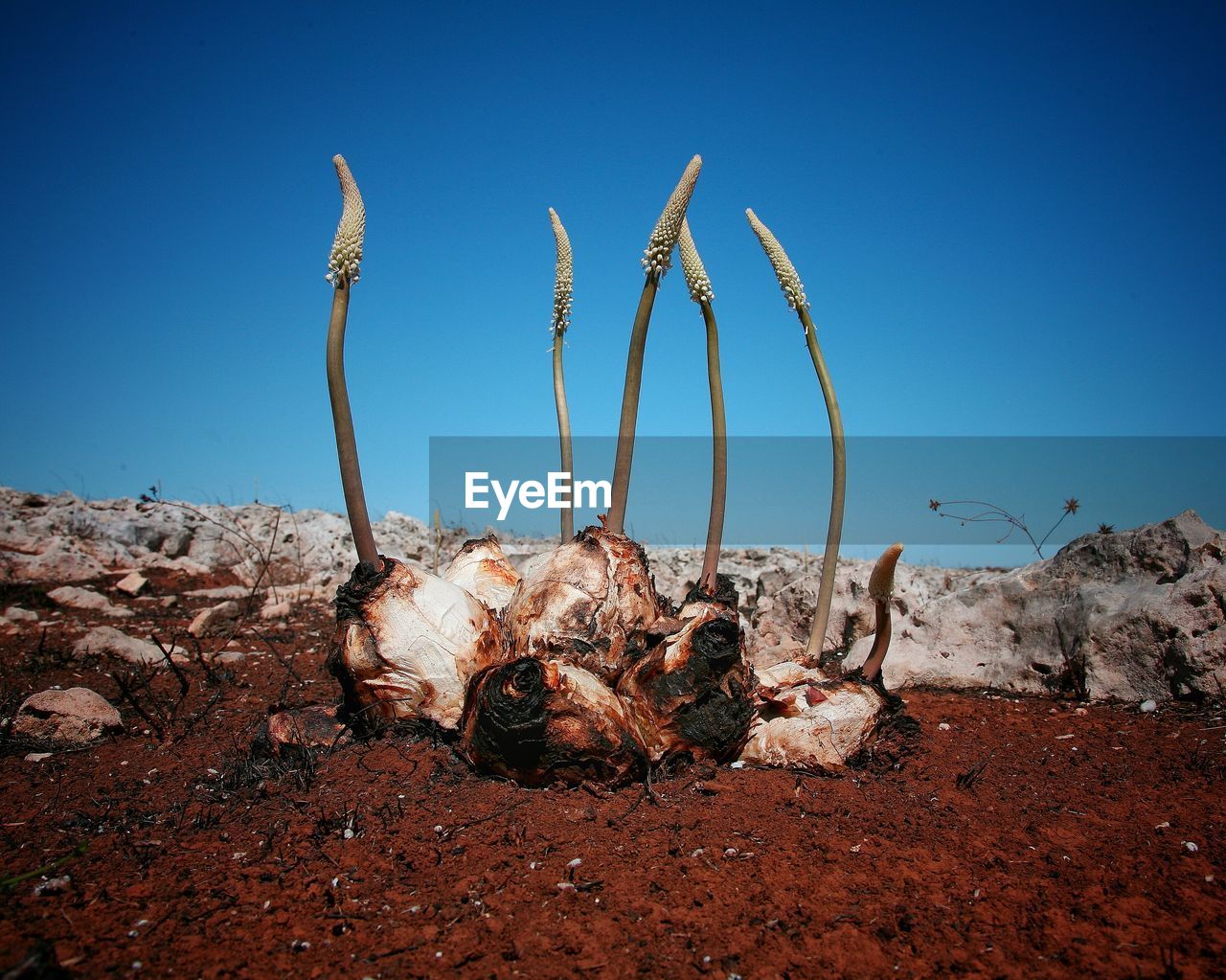 Panoramic view of desert against clear blue sky