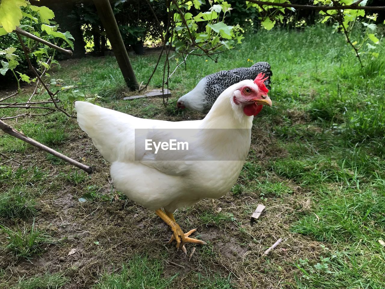 View of a bird on field