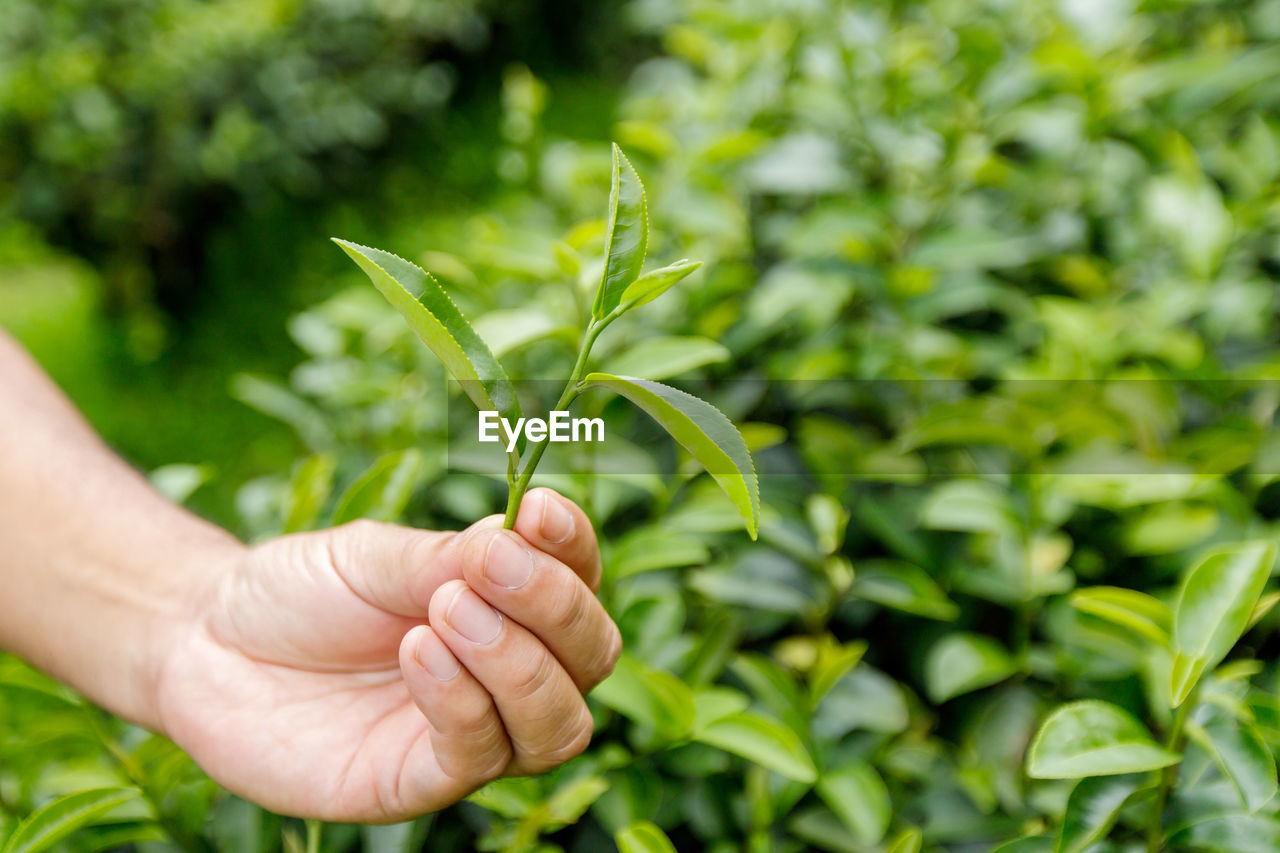 PERSON HOLDING PLANT