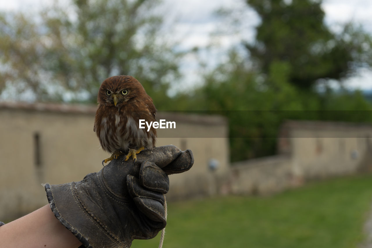 PERSON PERCHING ON HUMAN HAND