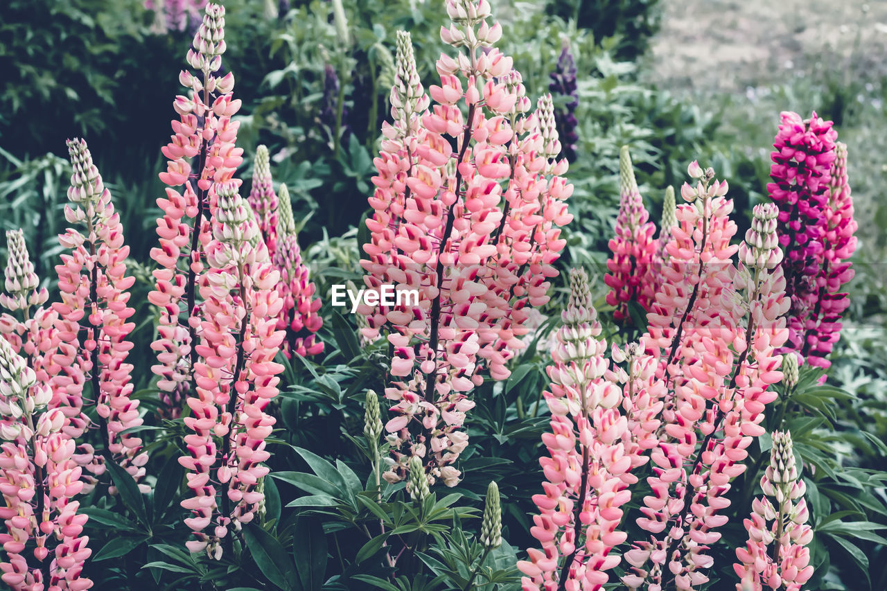 Beautiful blooming pink lupine flowers. moody bold colors. blurred natural background.