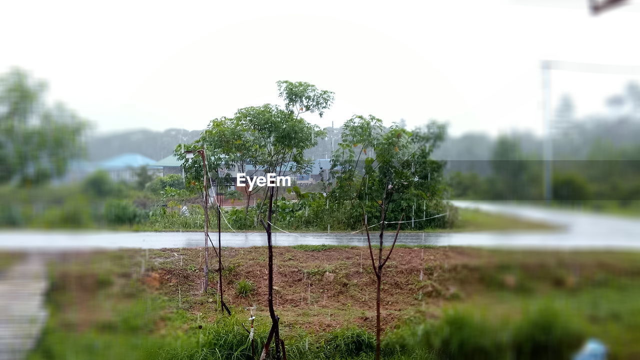 PLANTS GROWING ON FIELD AGAINST SKY