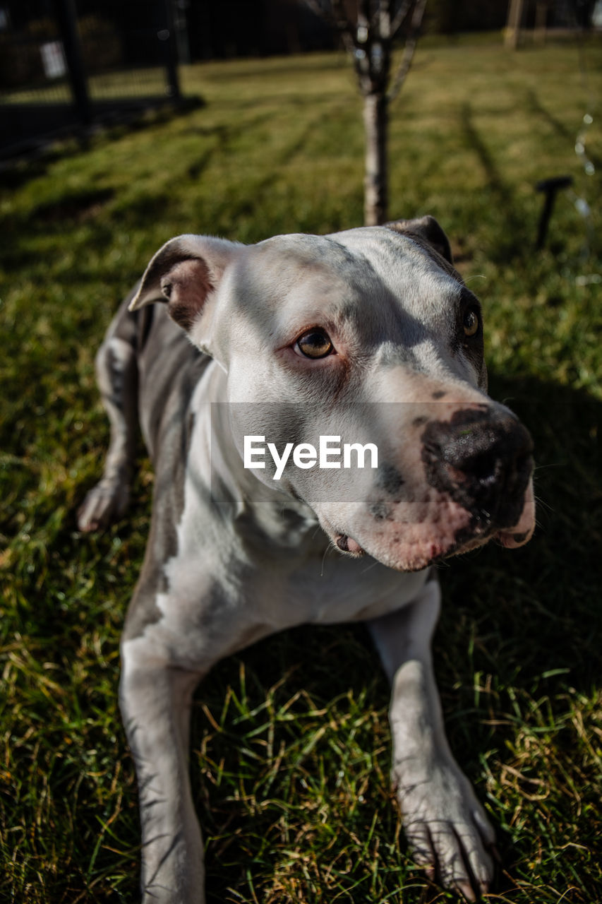 CLOSE-UP OF DOG LOOKING AWAY