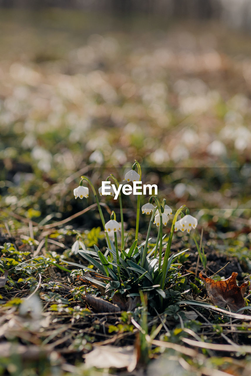 CLOSE-UP OF PLANT GROWING ON LAND