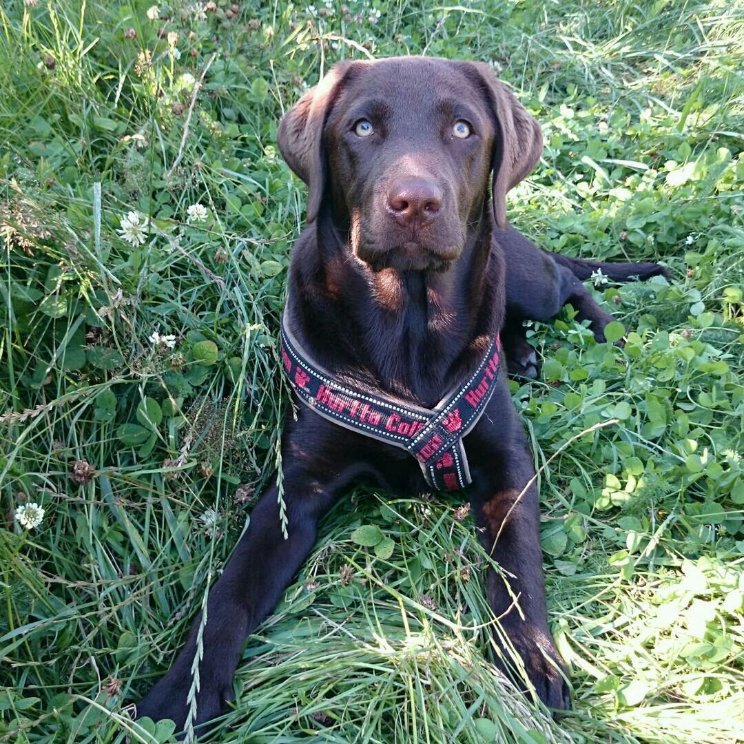 PORTRAIT OF DOG SITTING ON GRASSY FIELD