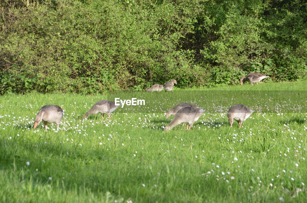 SHEEP ON GRASSY FIELD