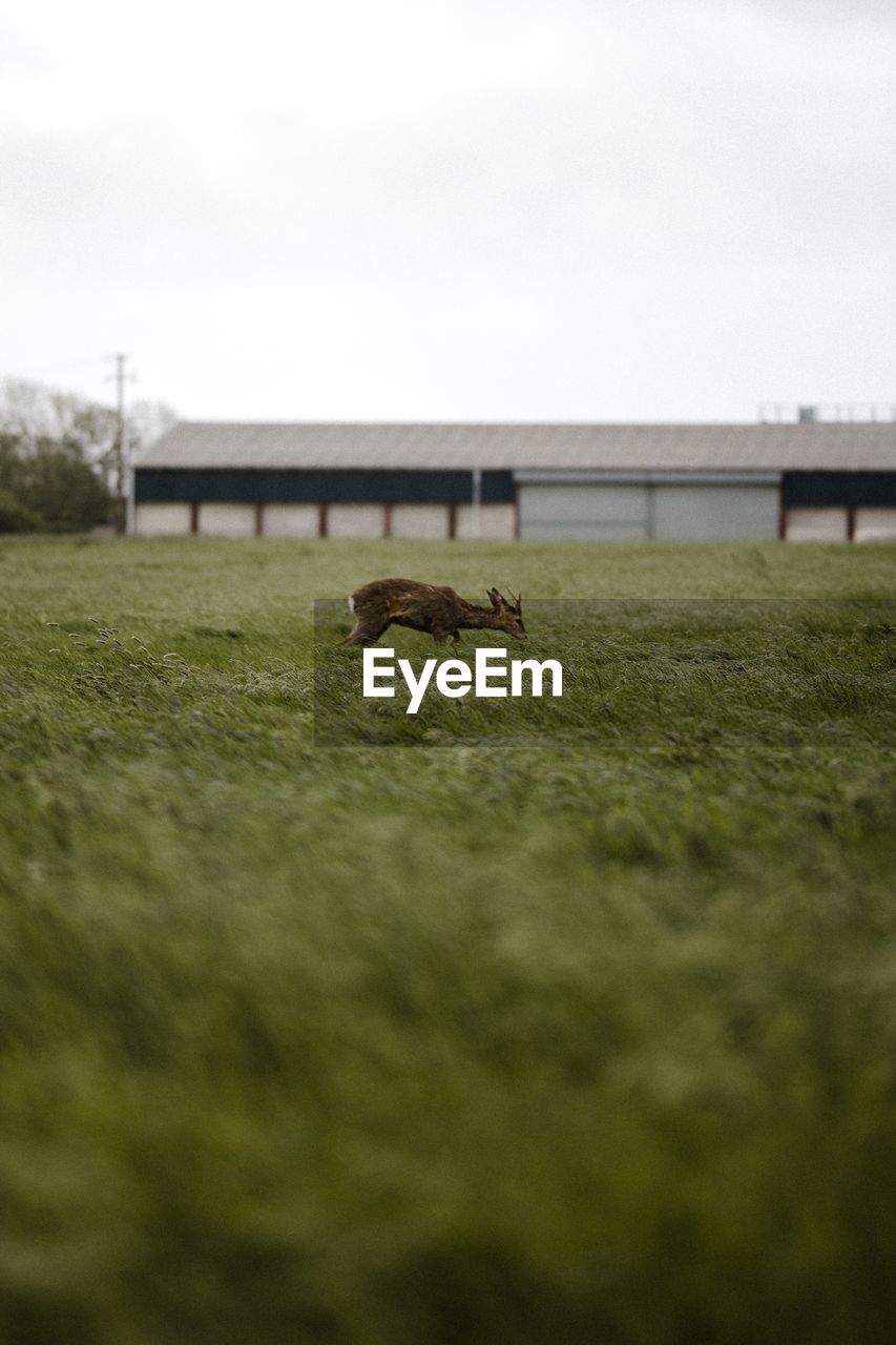 Wild deer running on grassy field