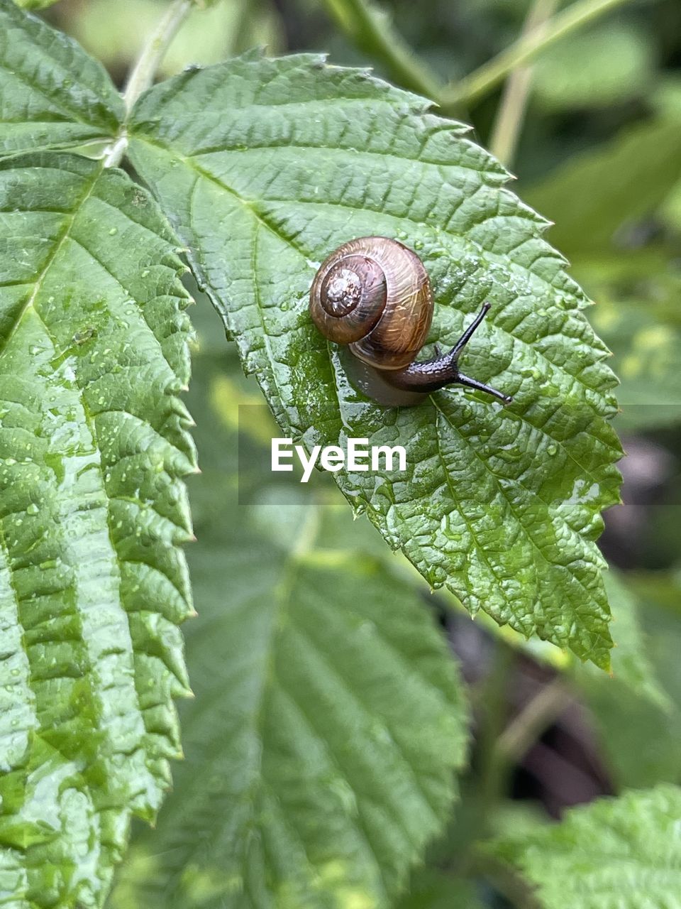 CLOSE-UP OF SNAILS ON LEAF