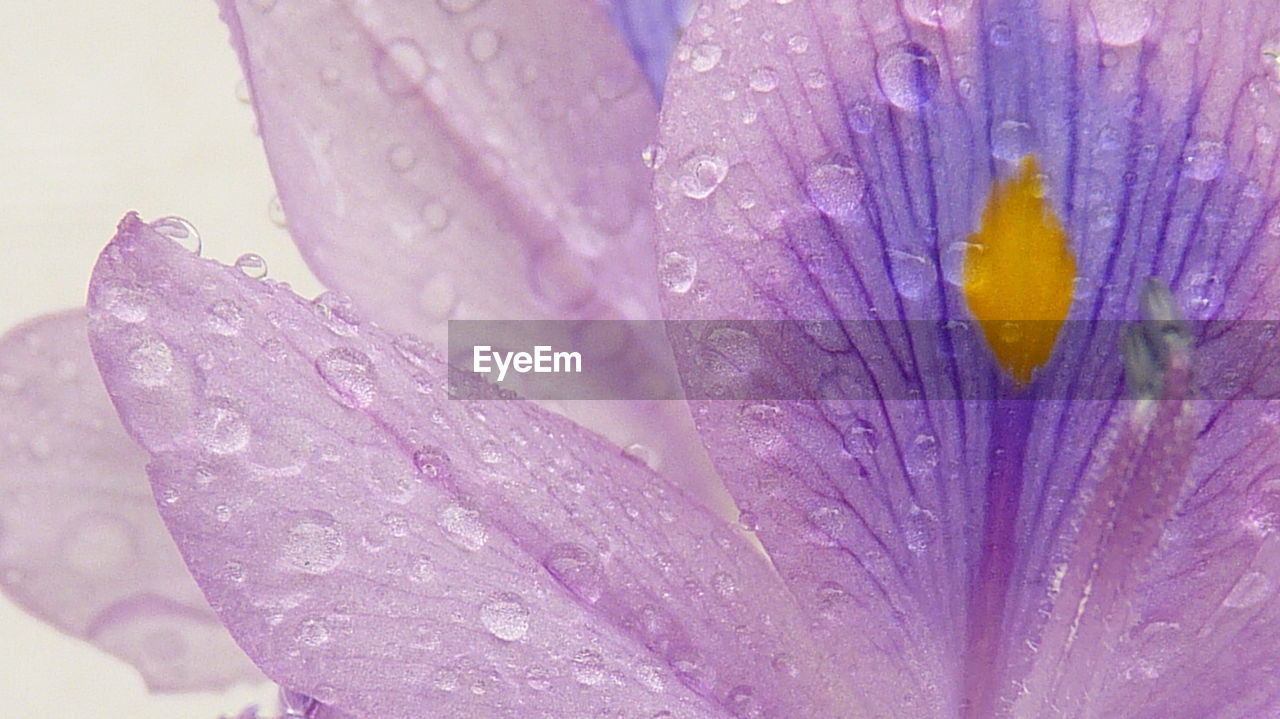 CLOSE-UP OF WATER DROPS ON PURPLE FLOWER