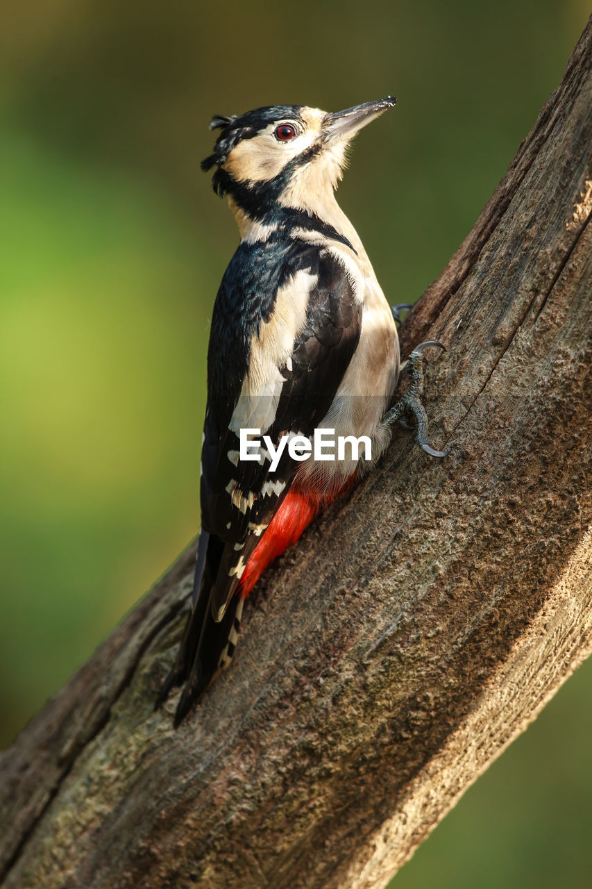 Low angle view of woodpecker perching on tree