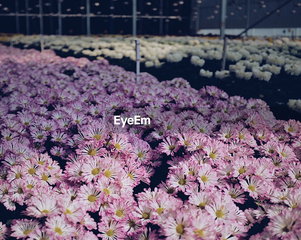 CLOSE-UP OF PINK FLOWERING PLANT ON LAND