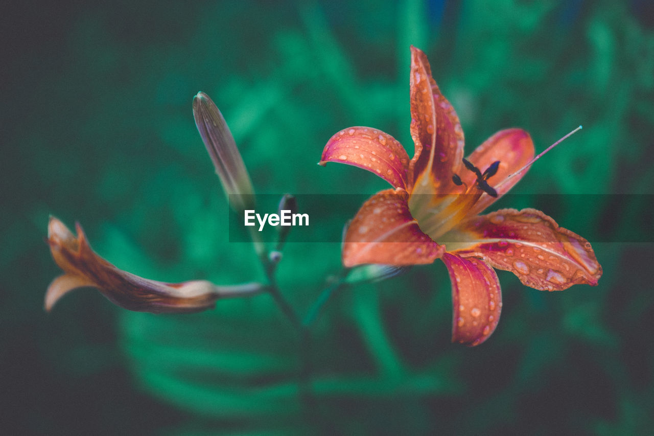 Close-up of red flowering plant
