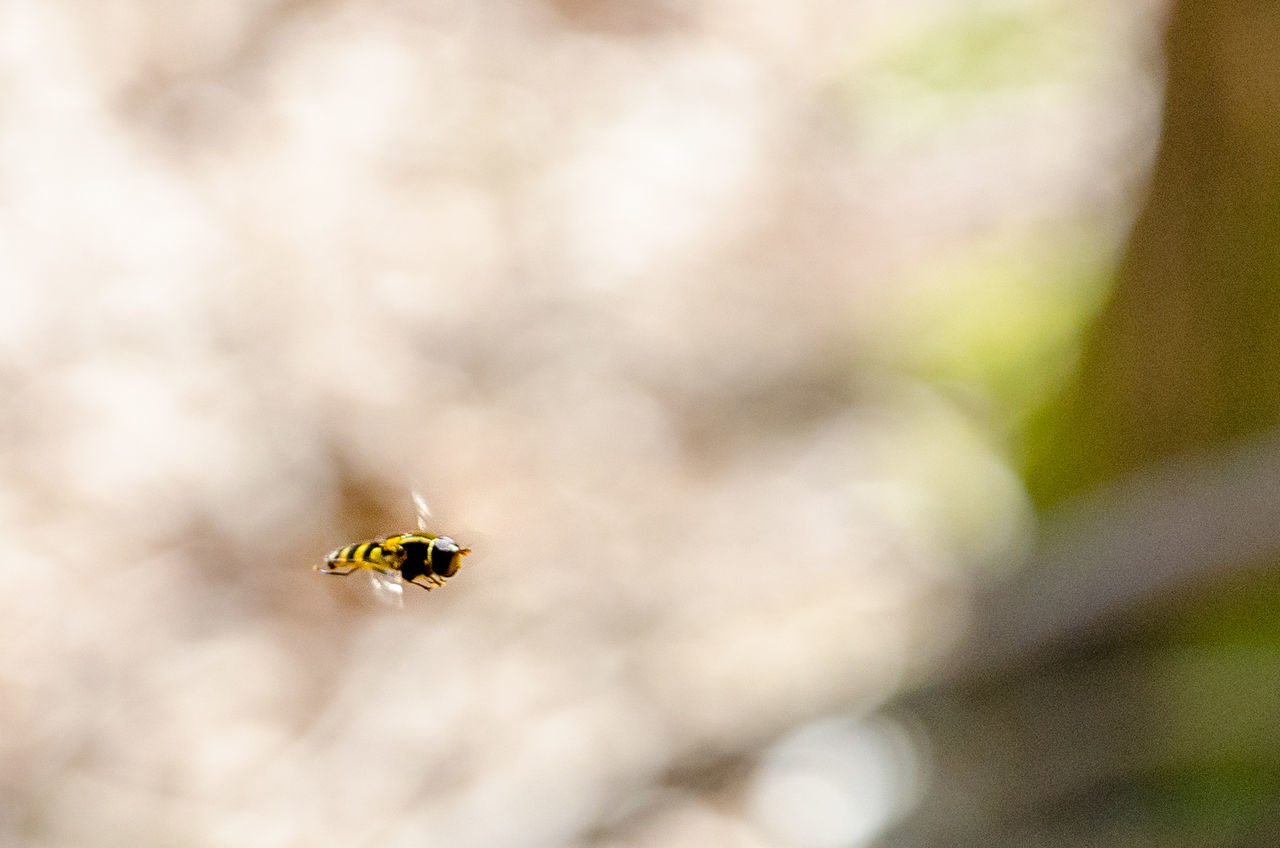 INSECT ON LEAF