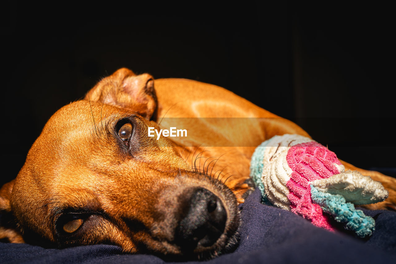 one animal, canine, dog, animal themes, animal, pet, mammal, domestic animals, black background, close-up, puppy, relaxation, animal body part, lying down, indoors, no people, animal head, brown, nose, resting, portrait, tired