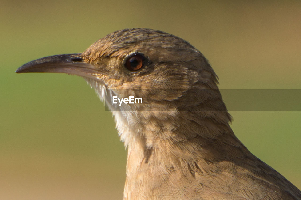 CLOSE-UP OF SPARROW