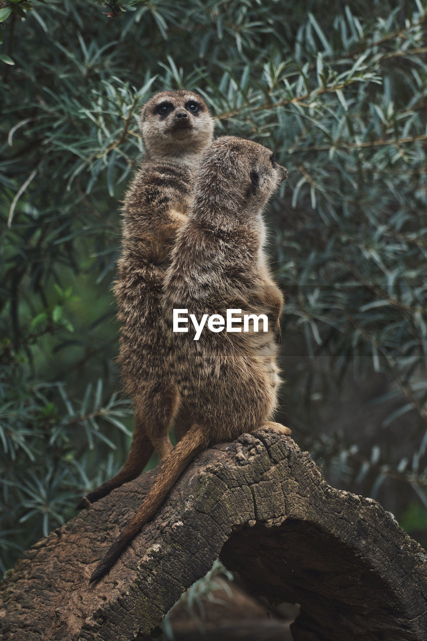 Vertical shot of two adorable meerkats on a branch in a zoo