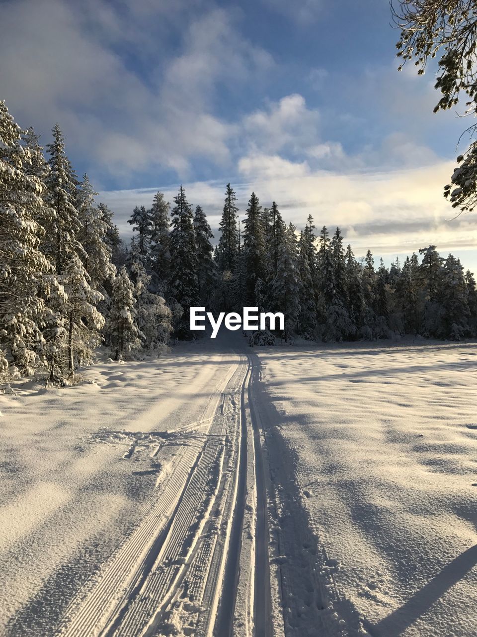 Road amidst trees against sky during winter