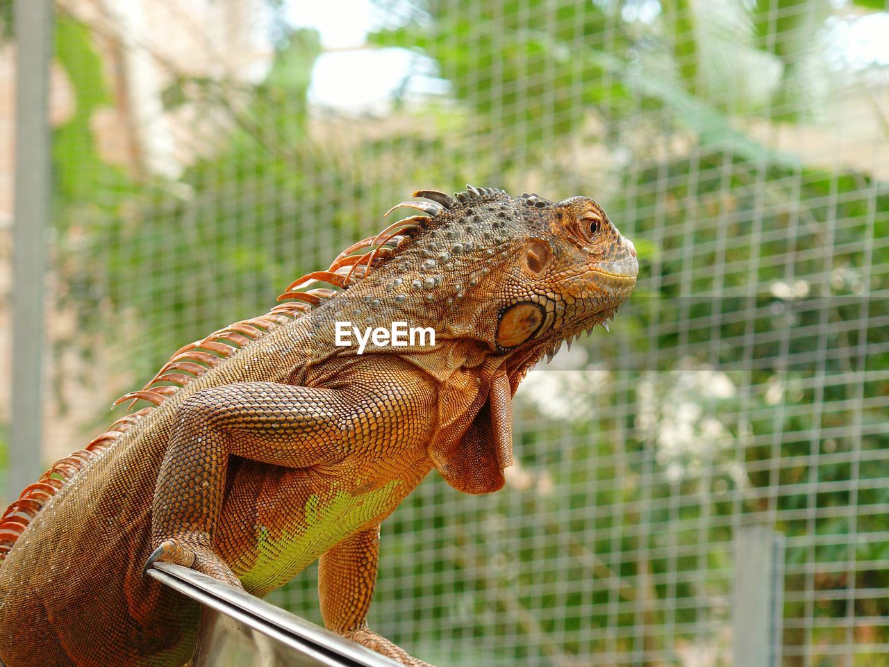 Low angle view of orange iguana in cage at zoo